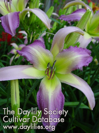 Daylily Carolina Cool Down